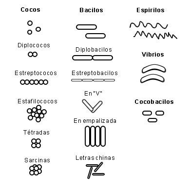 formas bacterianas